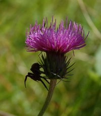 Spider on thistle